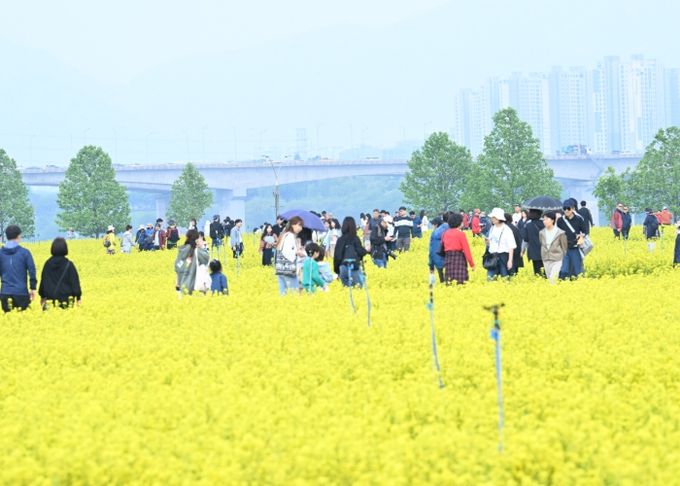 노란 물결 속의 감동, 2025 구리 유채꽃 축제 성료