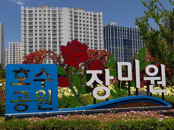 호수공원 장미원 사진