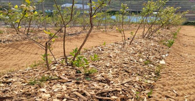 파주시, 친환경 농업을 위한 산림톱밥(우드칩) 지원사업 수시 신청 접수