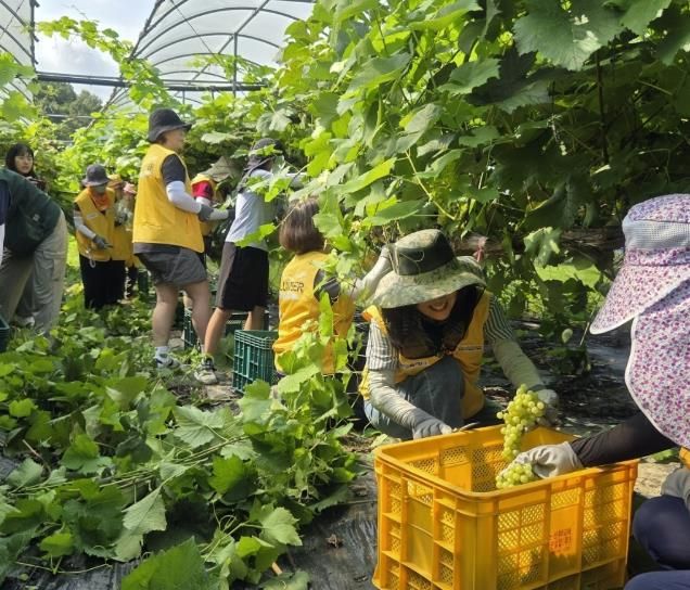 HO-스쿨팜가족봉사단과 화성시 청년봉사단이 지난달 30일 서신면 포도농가에서 봉사활동을 하고 있다
