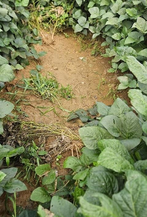 파주시, 야생동물에 의한 농작물 피해 보상 지원 실시