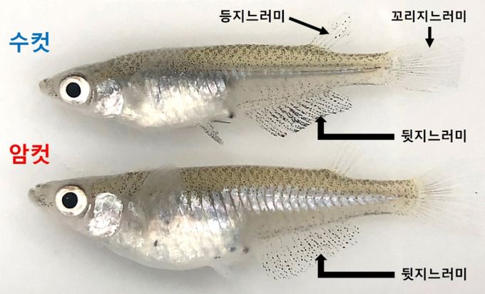 실험에 사용된 자생 송사리(산란기에 수컷 뒷지느러미의 까만 반점이 진해진다.)