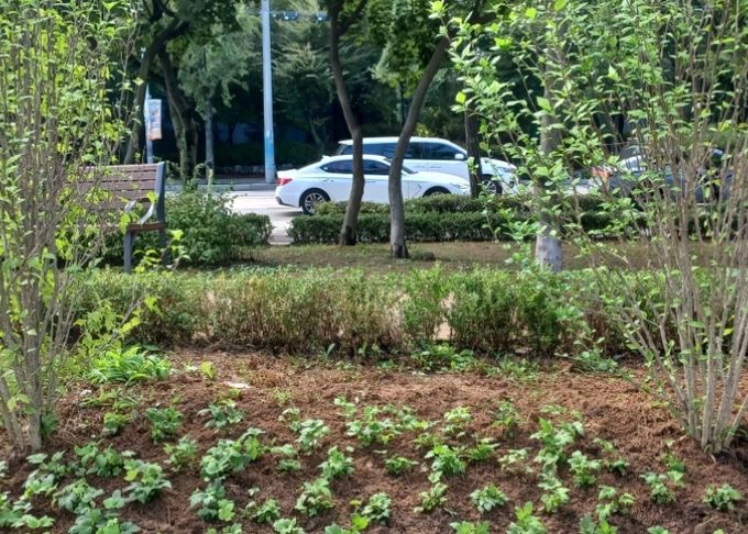 고양시 일산서구, 탄중로 녹지대 야생화 화단 조성