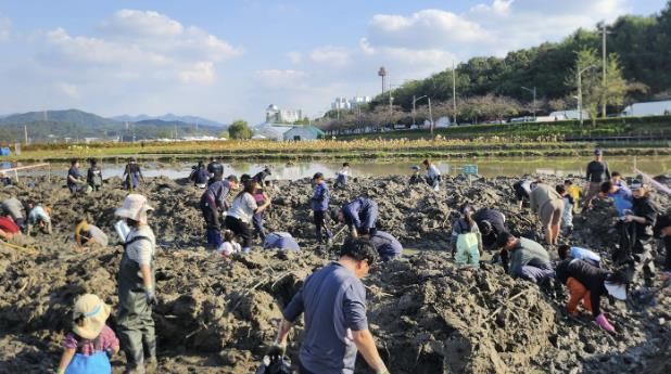 시흥시, 곤충 잡고, 연근 캐며 가족과 추억 쌓은 연근캐기 행사 마쳐