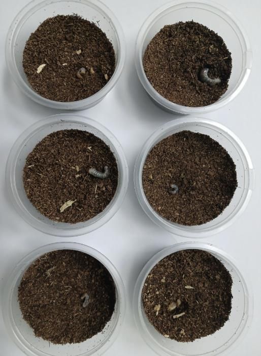 의왕 조류생태과학관, 멸종위기 두점박이사슴벌레 2세대 번식 성공