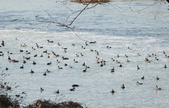 천연기념물 원앙 등 겨울 철새, 올해도 안양천 찾아와