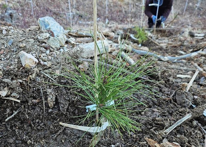 내병성 소나무 현장 식재