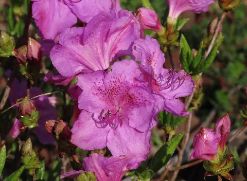 봄을 물들이는 철쭉 개화